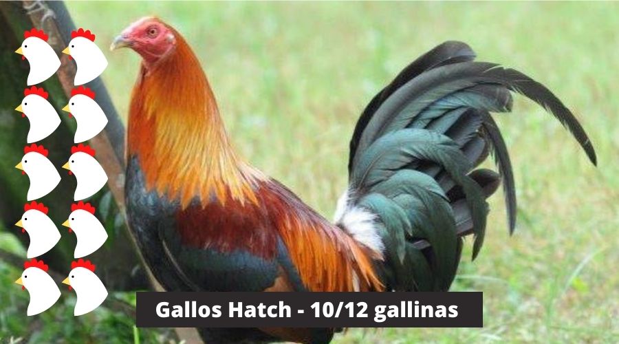 10 o 12 gallina para los Gallos Hatch