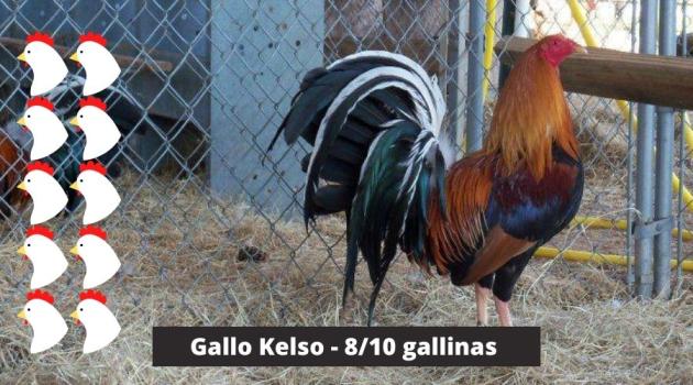 8 a 10 gallinas para el Gallo Kelso
