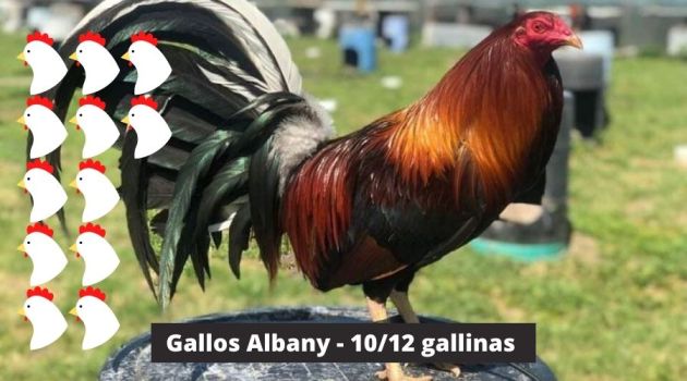 Gallos Albany necesita 10 a 12 gallinas
