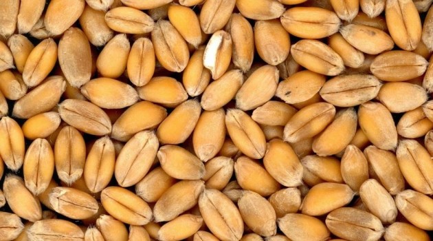 cereal-granos-de-trigo