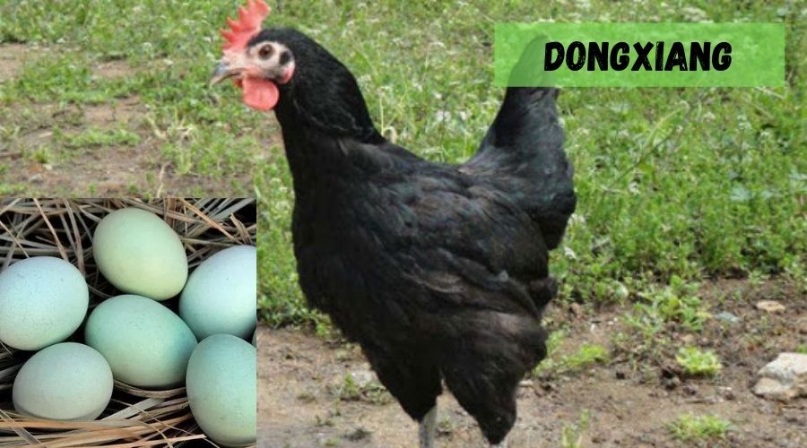 gallina Dongxiang y sus huevos azules clarito
