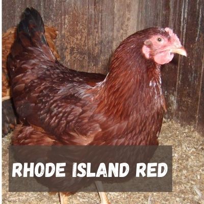 gallina Rhode Island red