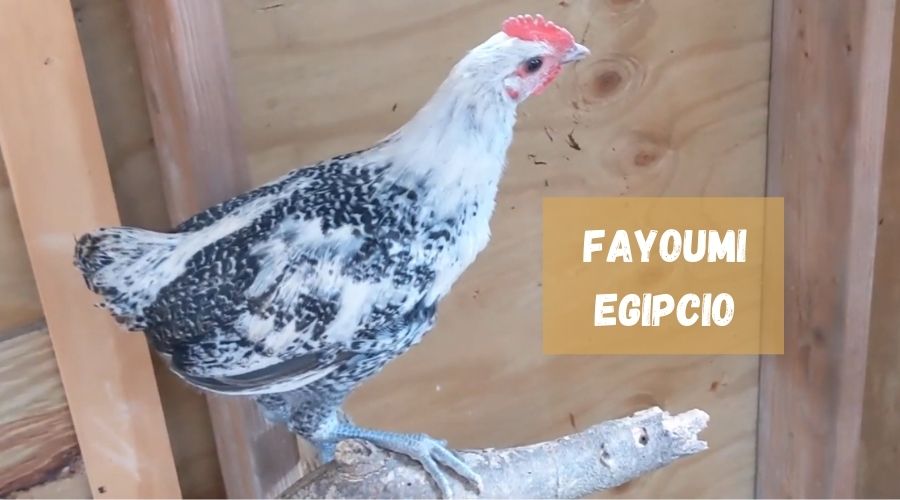 gallina especie Fayoumi egipcio