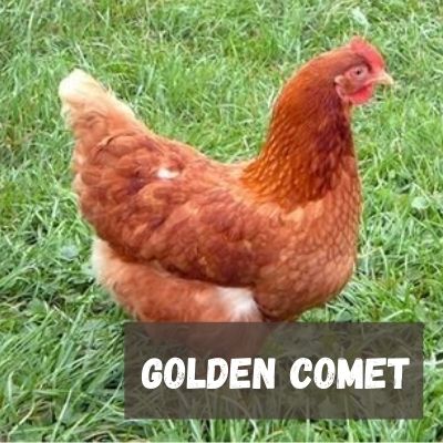 gallina ponedora de huevos Gallina Raza Golden Comet
