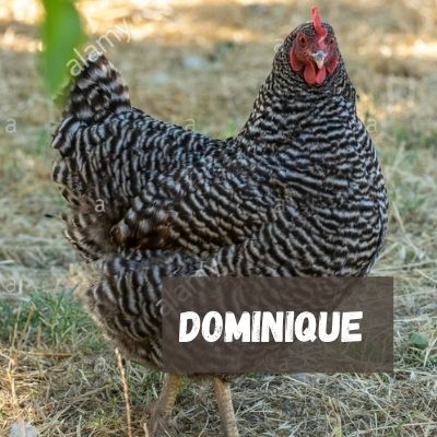 gallina ponedora raza Dominique