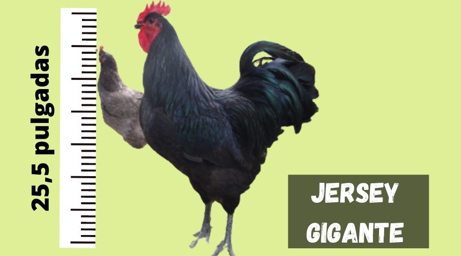 gallinas Jersey gigante