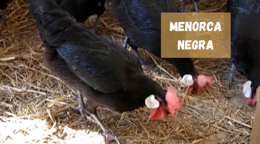 gallinas Menorca Negra