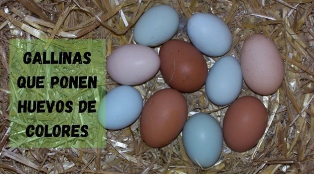 gallinas que ponen huevos de colores.