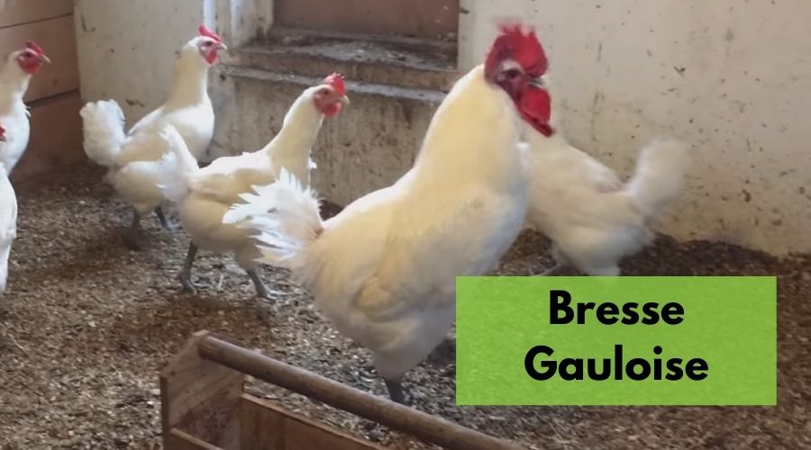 gallinas y gallo Bresse Gauloise