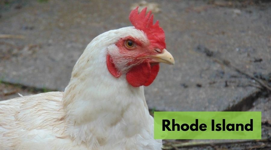 gallina blanca Rhode Island