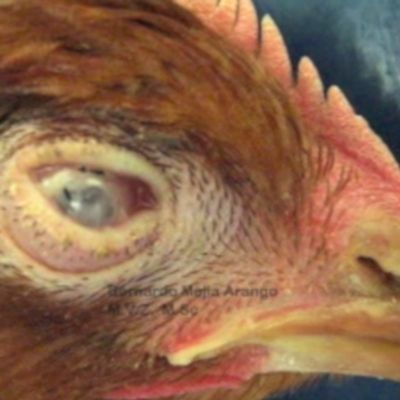 inflamación ocular en gallina con Colera aviar