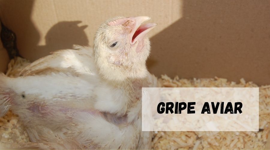 pollo con Gripe Aviar