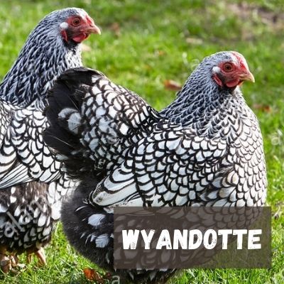 pollo raza Wyandotte