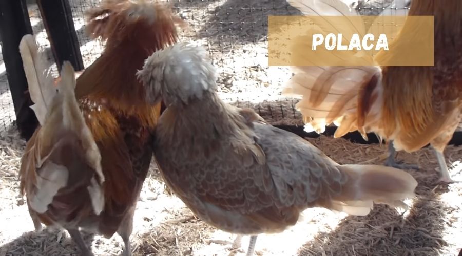 pollos polacos