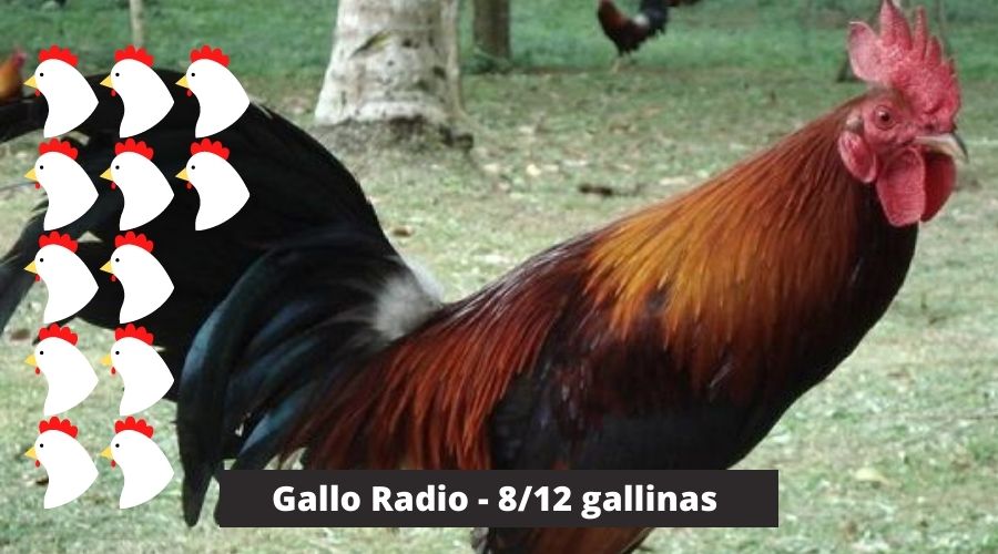 raza de Gallo Radio con 8 o 12 gallinas va bien