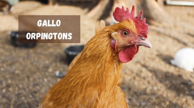 Gallo Orpingtons