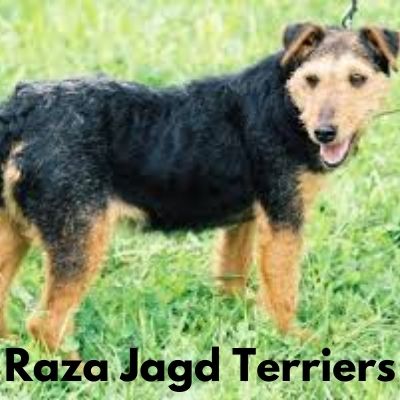 Jagd Terriers bueno para espantar roedores