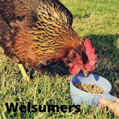 Welsumers (Welsummers)