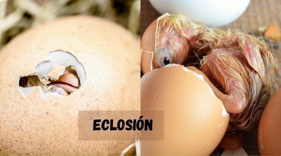 eclosion de un huevo de gallina