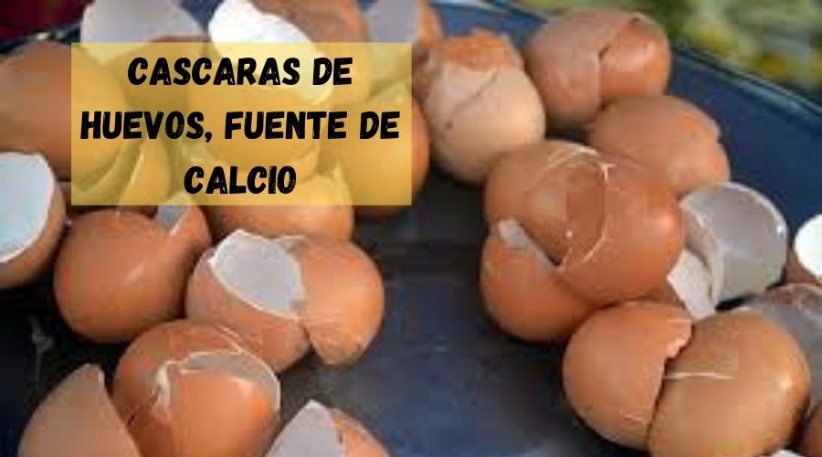 fuente de calcio cascara de huevos de gallina rotos