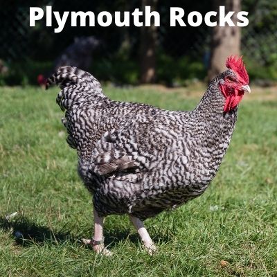 gallina Plymouth Rocks