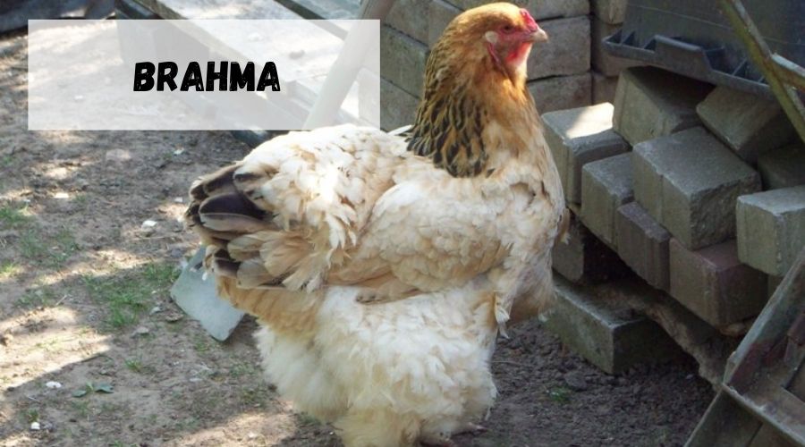 gallina de engorde Brahma