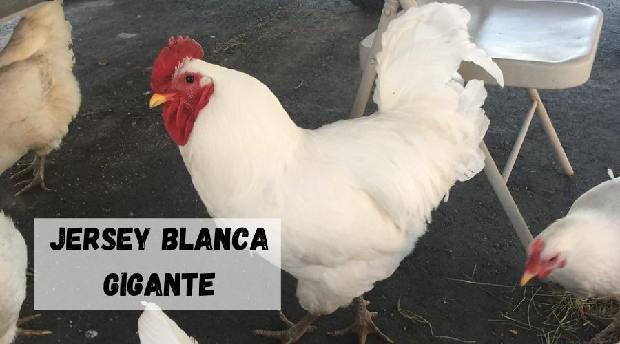 gallina de engorde Jersey Blanca Gigante