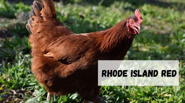 gallina de engorde Rhode Island Red
