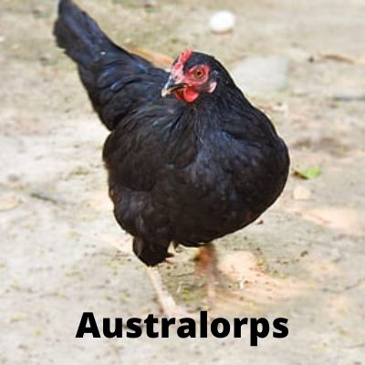 gallina negra Australorps
