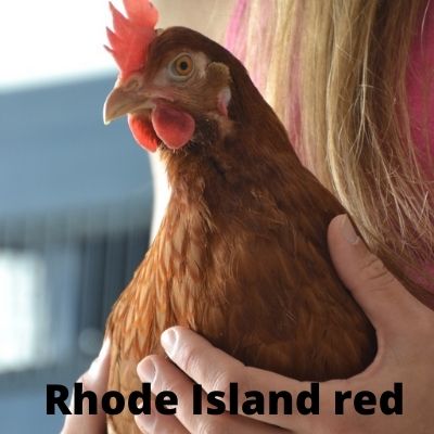 gallina raza Rhode Island red
