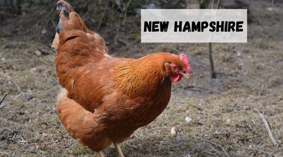gallina y gallo de engorde New Hampshire