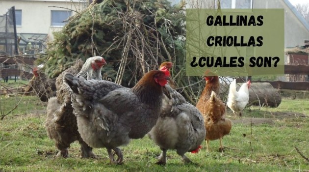 gallinas criollas libres