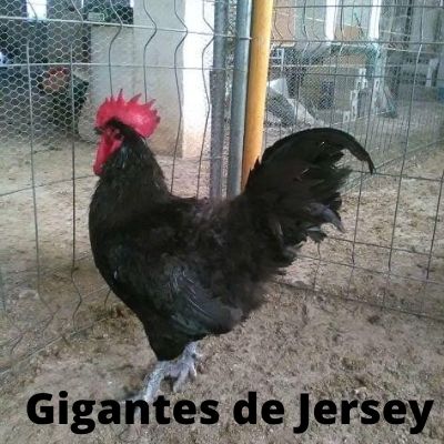gallo Gigantes de Jersey