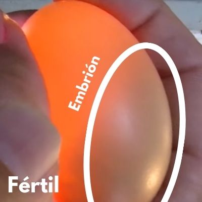huevo de gallina fecundado con el embrior a contraluz