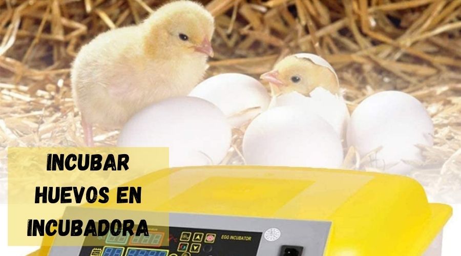 incubar huevos de gallina en incubadora paso a paso