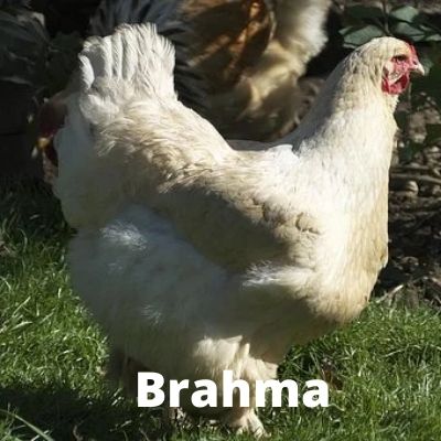 gallina blanca brahma