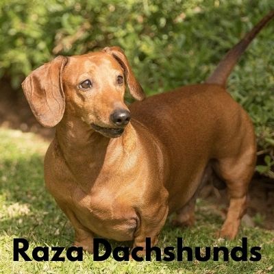 perro Dachshunds para cazar ratas de gallinero