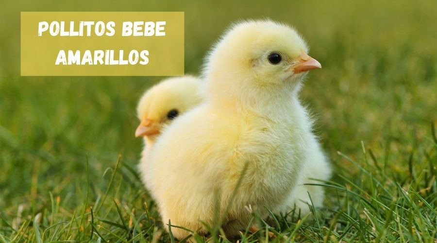 pollitos bebe amarillos