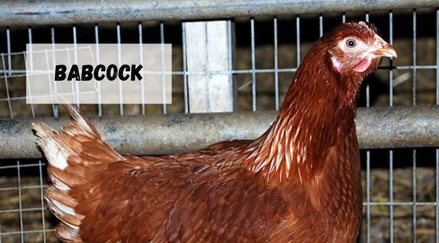 pollo de engorde Babcock