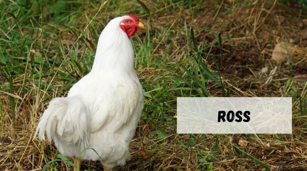 pollo de engorde Ross