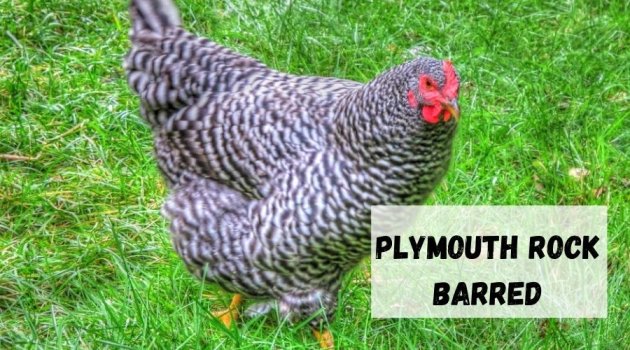 pollo para engorde Plymouth Rock Barred
