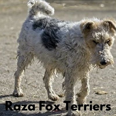 raza de perro Fox Terriers