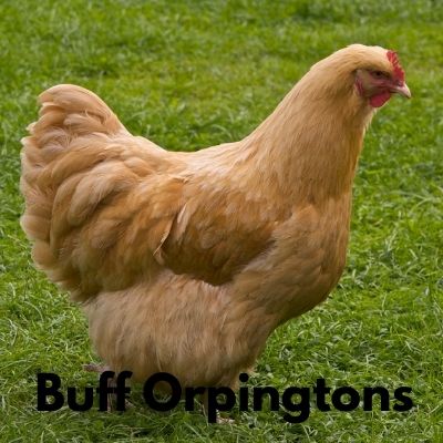 raza de gallina Buff Orpingtons