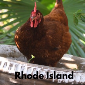 raza de gallina Rhode Island Reds
