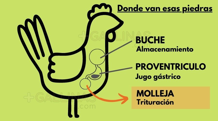 sistema digestivo de la gallina