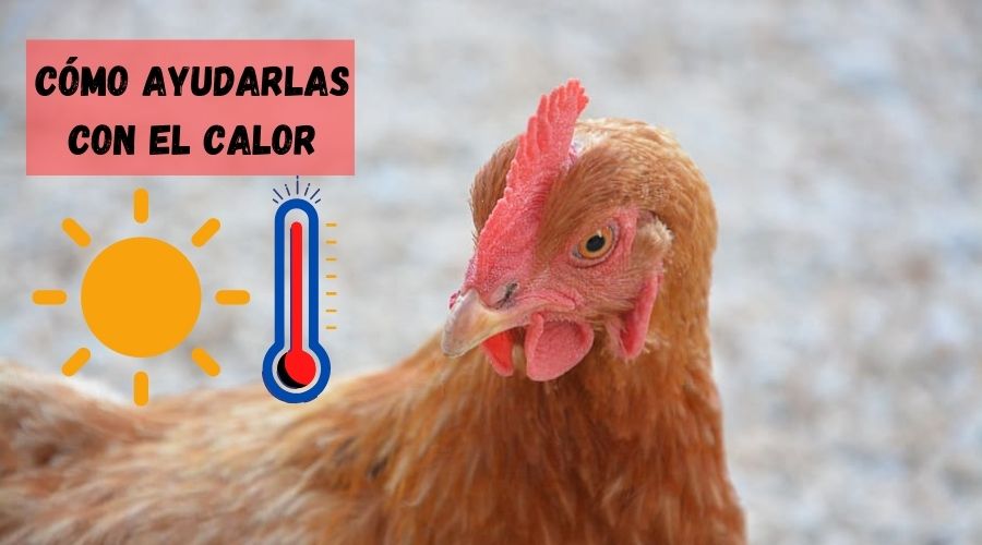 Cómo ayudar a nuestras gallinas a soportar mejor el calor
