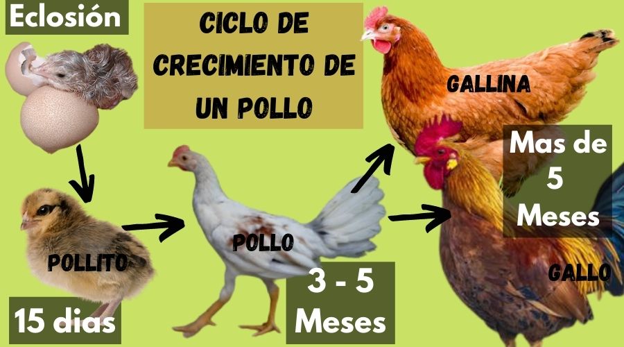 ciclo de crecimiento de un pollo de pollita a gallo o gallina