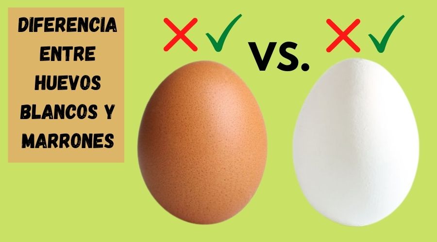 diferencia entre huevos blancos y marrones