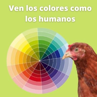 el pollo ve en colores