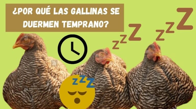 Por Qu Las Gallinas Se Duermen Temprano